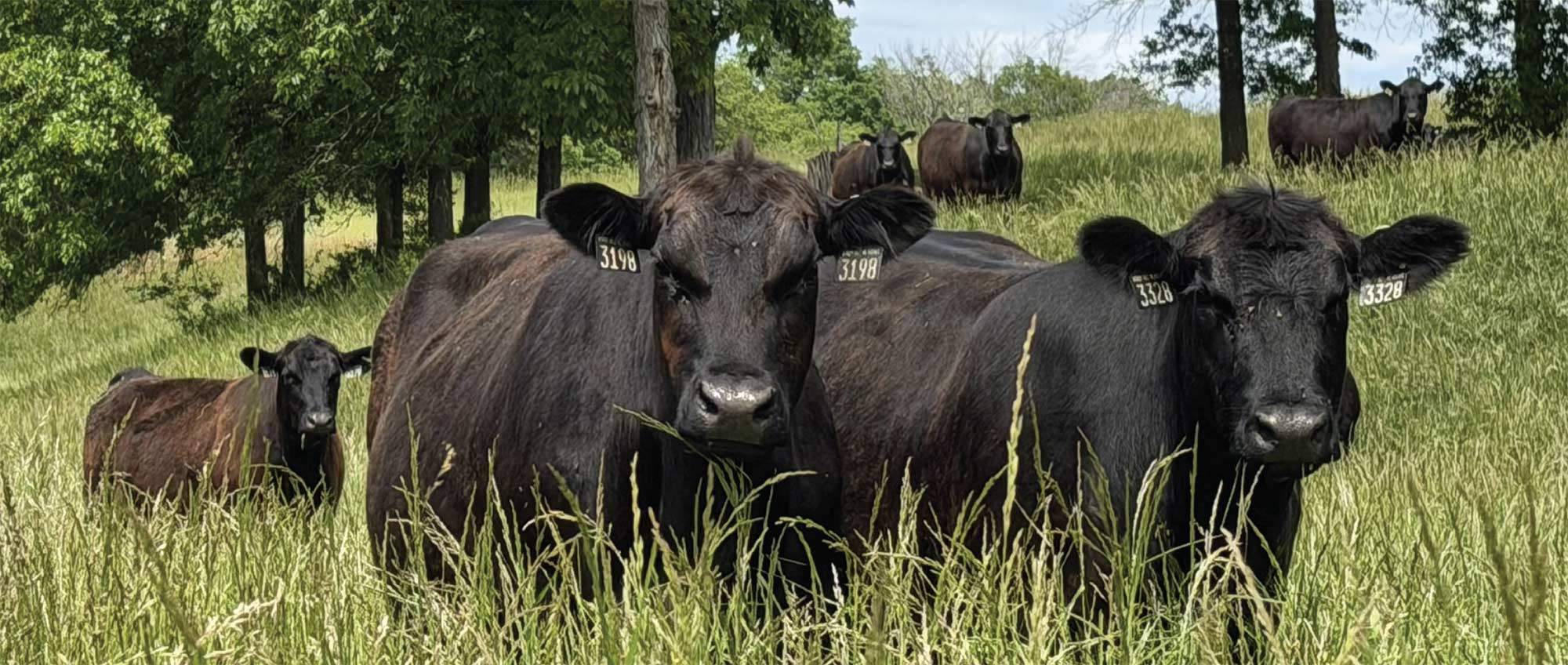 Heifers in tall grass