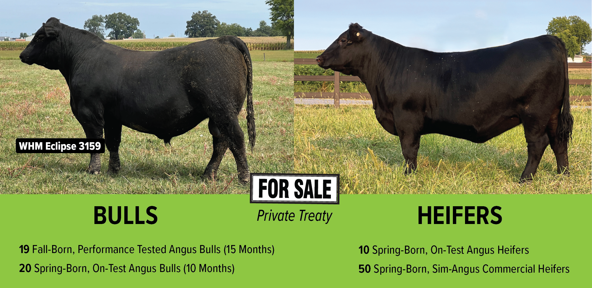 Bull Heifer sale graphic